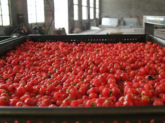 DW系列帶式干燥機